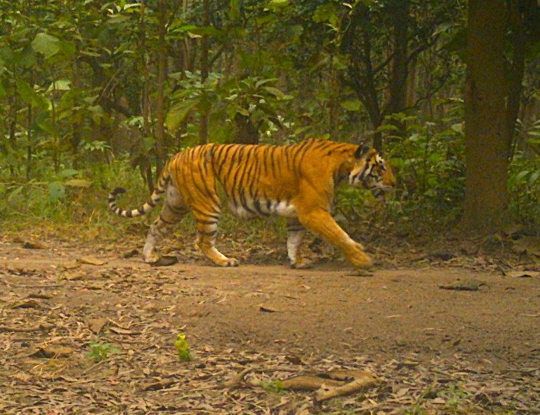 वायर वाली बाघिनः जिसने इंसानी गलती की सजा भुगती, पर जिंदगी से हार नहीं मानी